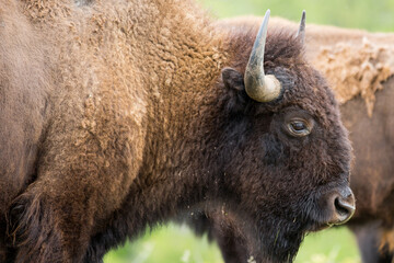 Bison on the Ranch