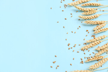 Wheat ears and grains on blue background