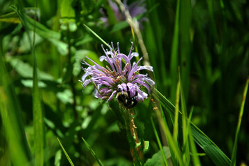 Bee on a Flower