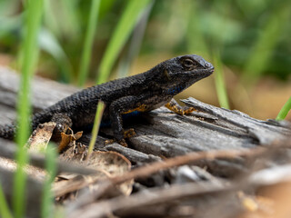 lizard on a rock
