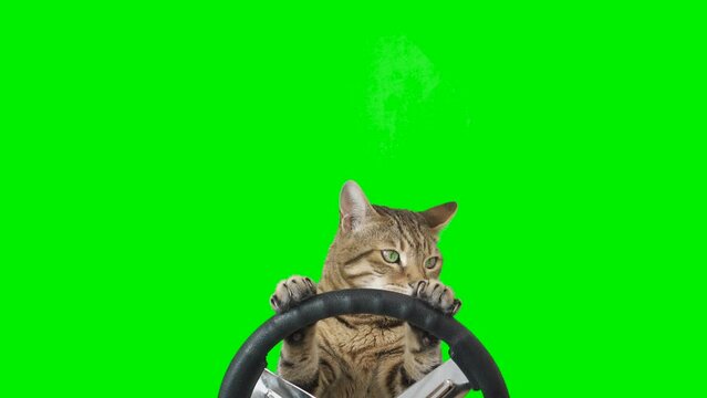 Cat sitting behind a steering wheel facing forward on green screen isolated with chroma key, real shot. Bengal cat driving a car.
