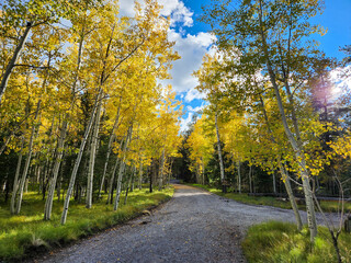 road in autumn forest Flagstaff, Arizona, Coconino County