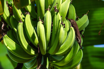 Bunch of green and unripe bananas in agricultural plantation - Musa x paradisiaca