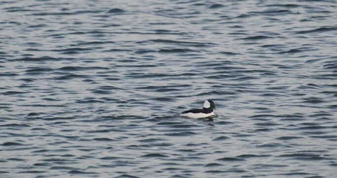 Bufflehead Duck (Bucephala albeola)