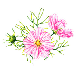 Cosmos flowers bouquet isolated on a white background