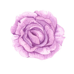 Watercolor rose flower illustration