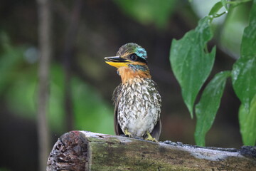 Spotted wood kingfisher (Actenoides lindsayi) in Luzon island, Philippines