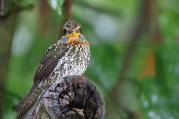 Spotted wood kingfisher (Actenoides lindsayi) in Luzon island, Philippines