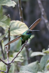 Sparkling violetear. Colibri corruscans