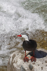 Torrent duck. Merganetta armata