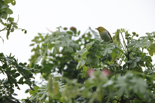 The lowland white-eye (Zosterops meyeni) is a species of bird in the family Zosteropidae. This photo was taken in Luzon, Philippines.