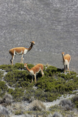 Vicuña. Lama vicugna