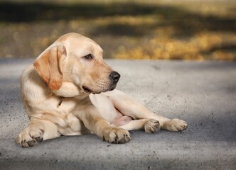 Sad young Dog lying down waiting for family