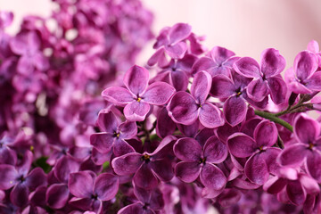 Fototapeta premium Closeup view of beautiful lilac flowers on pink background