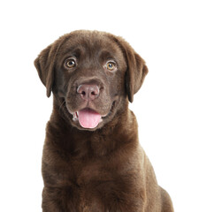 Cute chocolate Labrador Retriever puppy on white background