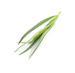 One sprig of fresh tarragon on white background, above view