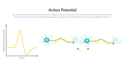 Action Membrane Potential science vector illustration diagram