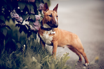 Ginger puppy miniature bull terriers is standing next to a lilac bush. - 624977443
