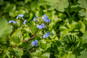 forget me not flowers