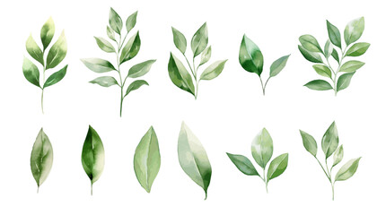 Watercolor green leaves plant clipart collection.  Isolated on white background vector illustration set.  - obrazy, fototapety, plakaty