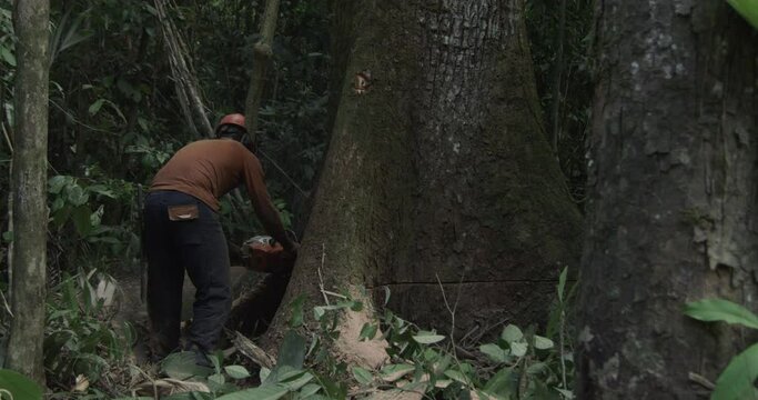 Amazon Rainforest Logger takes Chainsaw to Tree