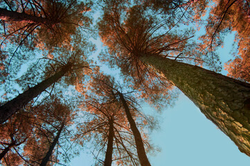 View from the ground of pine trees in the forest. Sunset hour with orange autumn colors.
