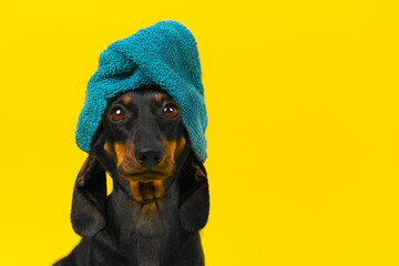 Portrait of sleek dog in bright turban. Dachshund puppy with towel wrapped around his head, client after shower, grooming, spa, hammam. Spa day, relaxation in the sauna. Wellness treatments for pets