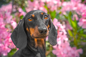 Portrait of dog against backdrop of blooming pink bush. Dachshund on walk looks sadly at oleander flower. Poisonous and dangerous plants for pets, spring allergies. Walking puppy in a blooming park