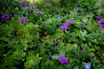 緑に合間に咲く紫色の小さな花