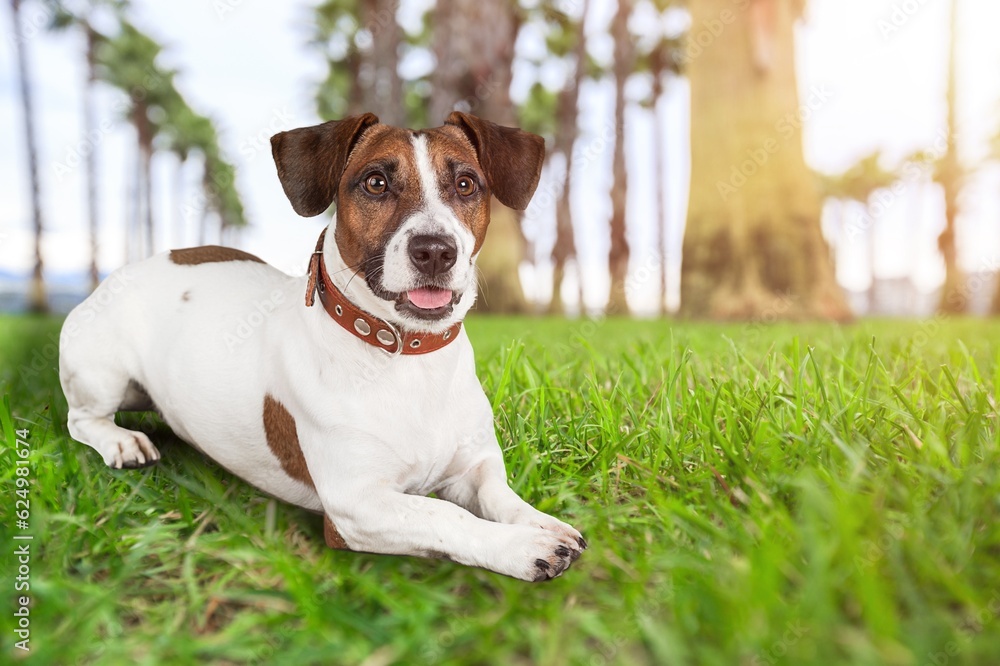 Sticker Happy young smart dog lying on green grass