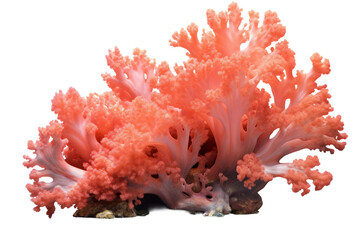 Fototapeta na wymiar Coral. isolated object, transparent background