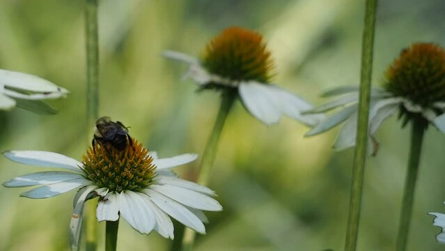 bee on echinacea flower