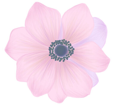 Pink Flower with tint of purple with transparent background