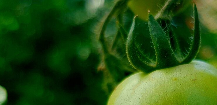 Autumn maple leafs, Blur illustration