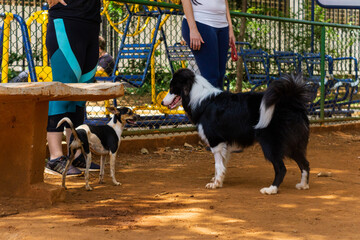 Cães na Praça