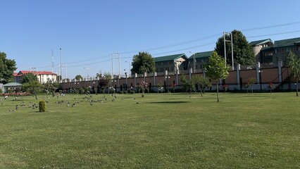 Obraz premium Flying pigeons