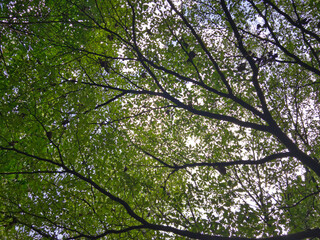 Naturaleza