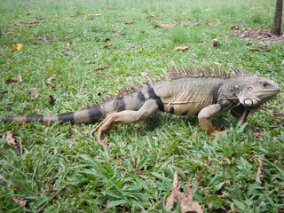 Iguana