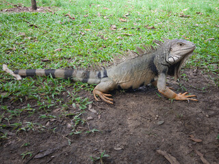 Iguana