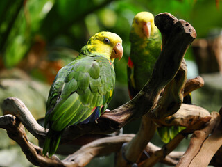 Two parrots on a branch