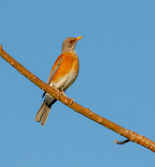 Rufous-backed Robin perched to gather Mexican sunlight