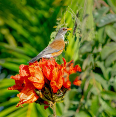 Rufous-backed Robin perched to gather Mexican sunlight