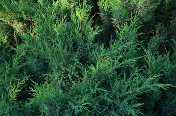 The array of juniper bush has a pronounced fresh aroma.