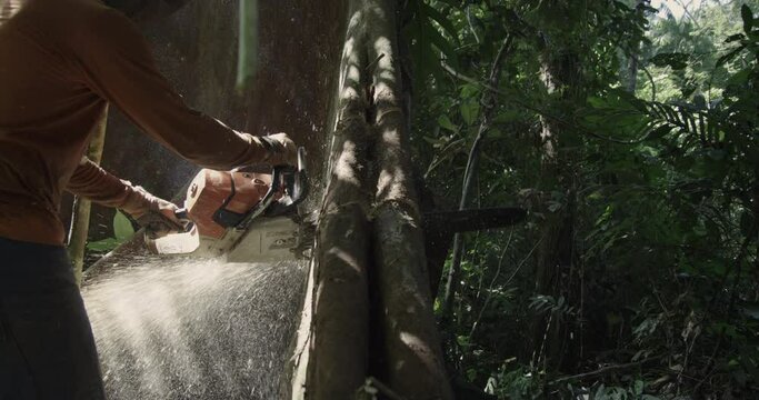 Amazon Rainforest Logger takes Chainsaw to Tree