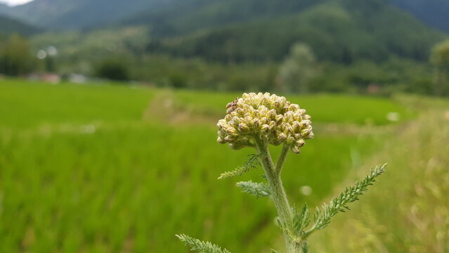 Honeybee on flowers