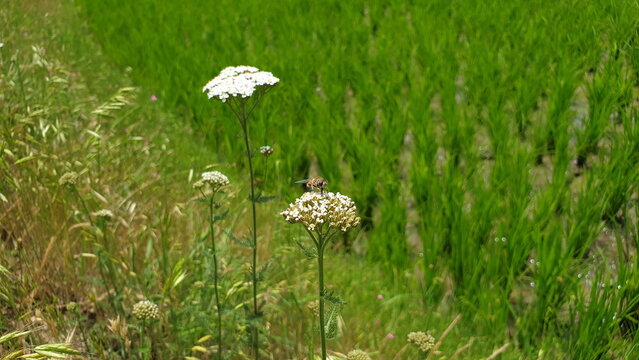 Honeybee on flowers