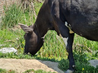Cow grazing