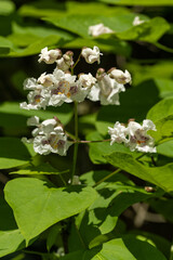 White trumpet catalpa flowers on a tree.