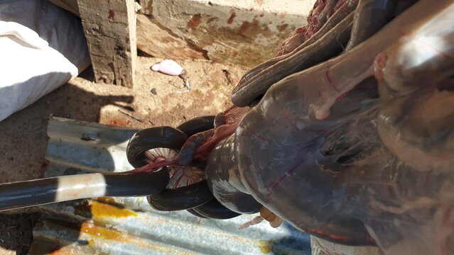 Meat raw