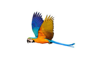 Gracefully flying parrot isolated on transparent background png file